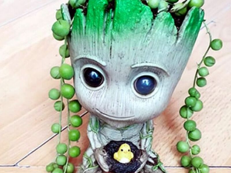 Maceta Groot Peñalolén