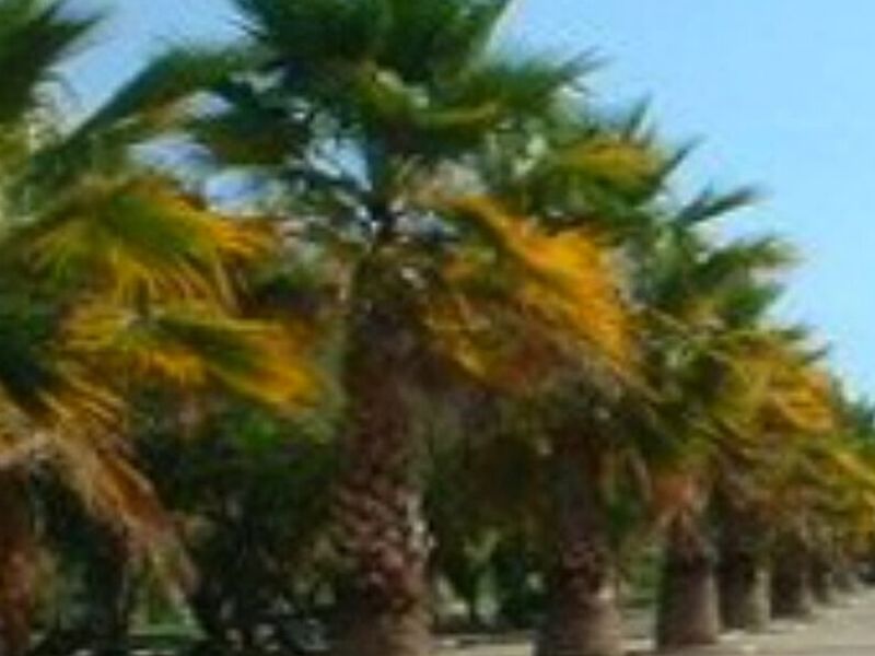 Mantención Áreas Verdes Calama
