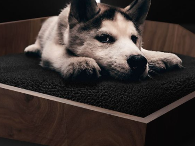 Cama animal