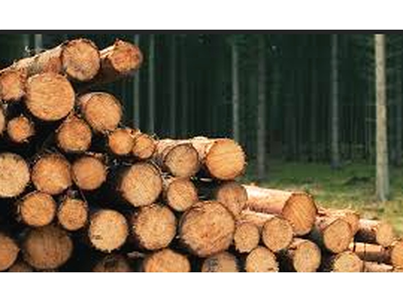 Madera tronco Chile