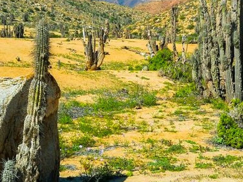 GESTIÓN AMBIENTAL Y CAPACITACIÓN CHILE