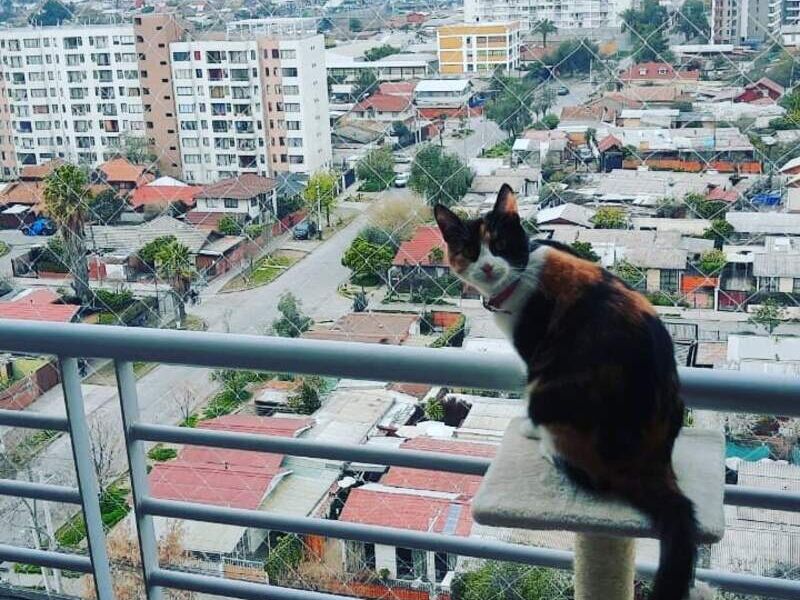 Mallas para Balcones Antigatos Chile