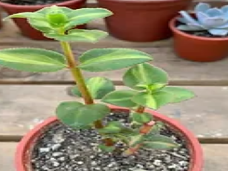Crassula Sarmentosa Suculenta Chile