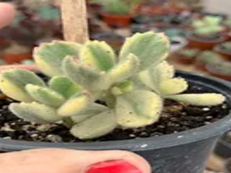 Cotyledon Tomentosa Suculenta Chile