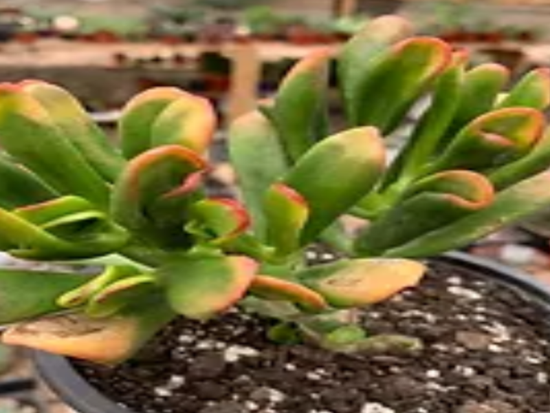 Crassula Ovata Red Suculenta Chile