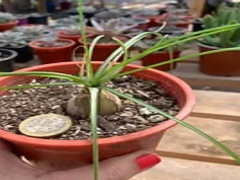 Albuca Humilis Suculenta Chile