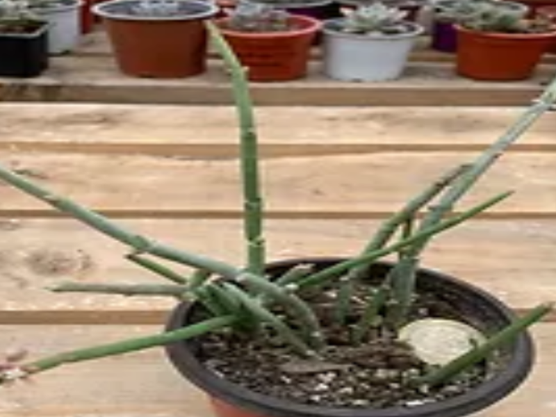 Rhipsalis Baccifera Cactus Chile