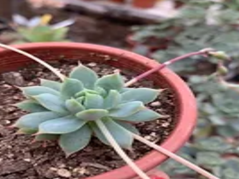 Graptopetalum Macdougallii Suculenta Chile