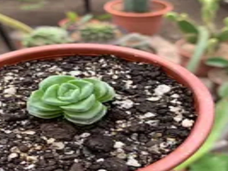 Crassula Dorothy Suculenta Chile