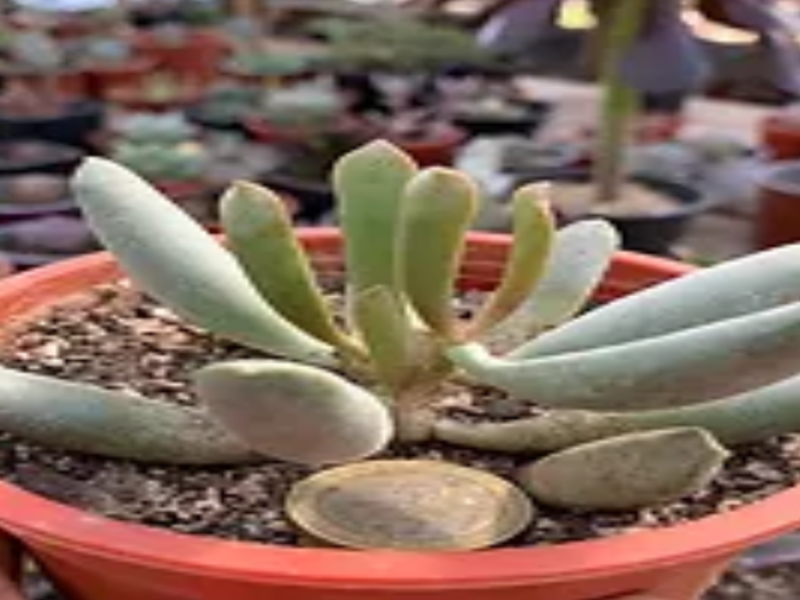 Adromischus Filicaulis Suculenta Chile