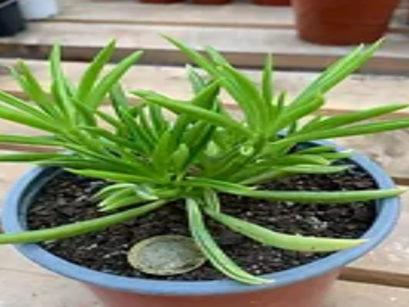Peperomia Axillaris Suculenta Chile