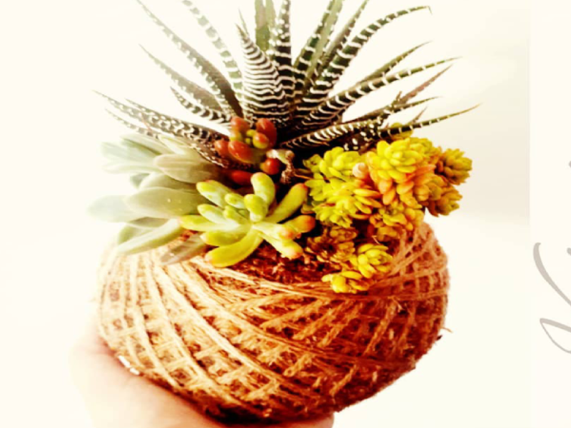 Kokedamas para Decoración Chile