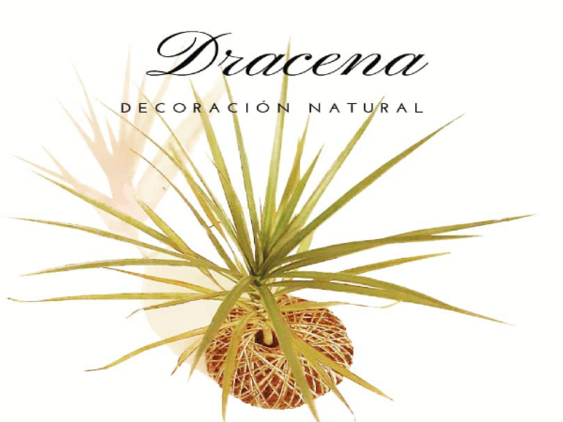 Kokedamas Dracena Chile