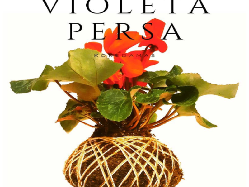 Kokedama Violeta Persa Chile
