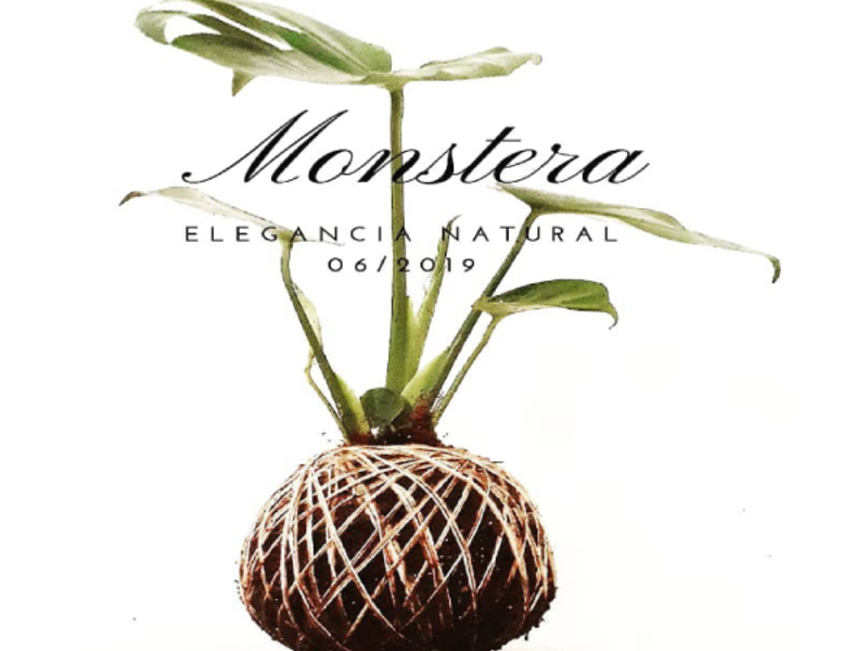 Kokedama Monstera Chile