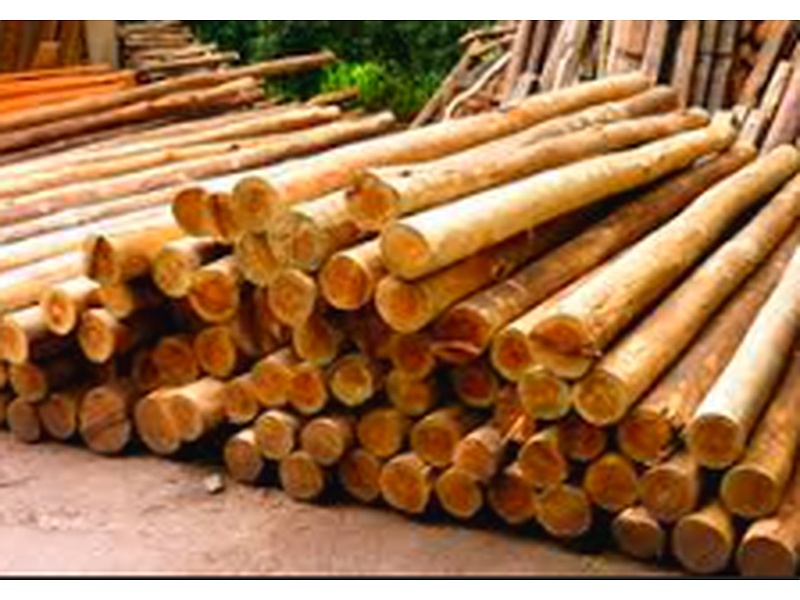 Madera rollizos Chile