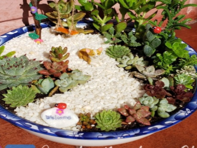 Terrario decorativo de suculentas Chile