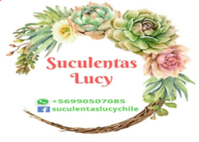 Suculentas Lucy