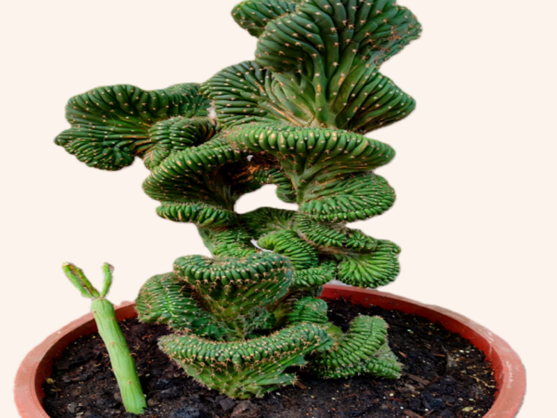 Crassula Piramidalyis Suculenta Chile