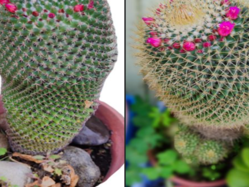 Mammilaria Spinosissima Cactus Chile