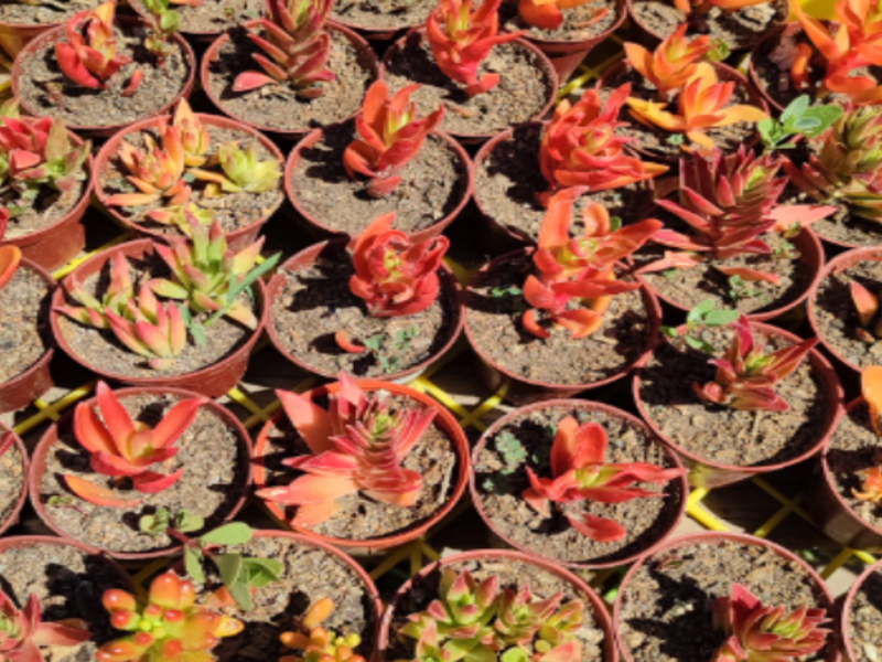 Crassula Capitella Suculenta Chile