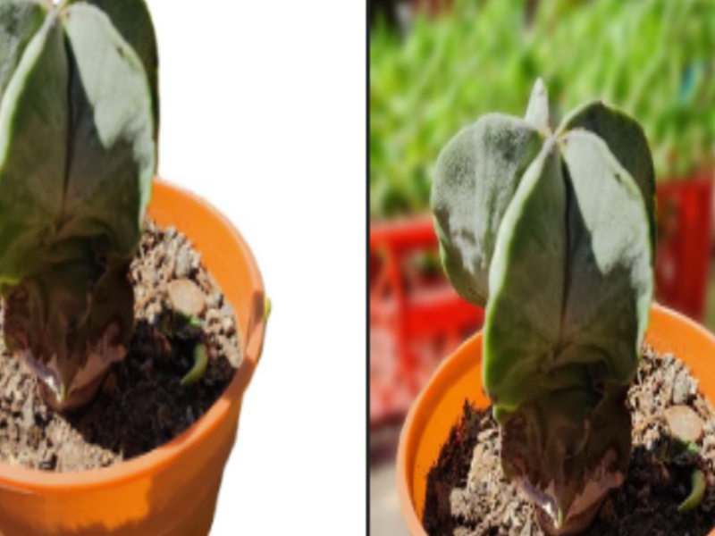 Astrophytum Myriostigma Cactus Chile