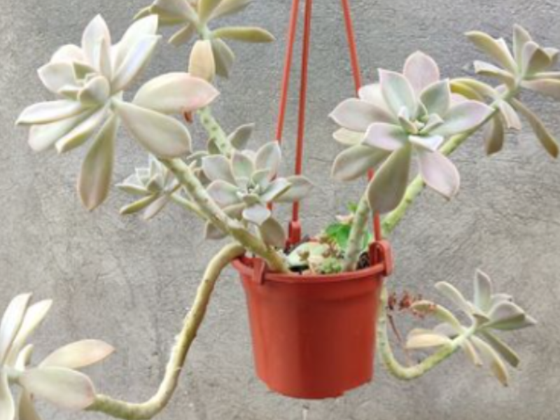Graptopetalum Paraguayense Chile