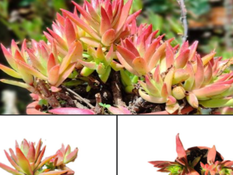 Crassula Red Pagoda Chile