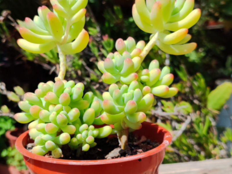 Sedum Burrito Suculentas Chile