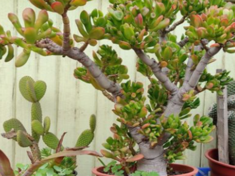 Jade Suculenta Chile