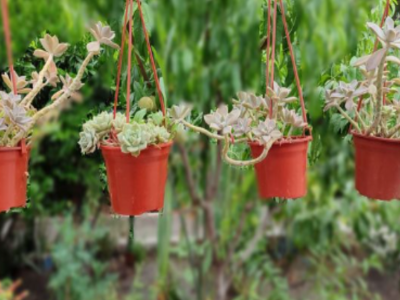 Graptopetalum suculenta Chile