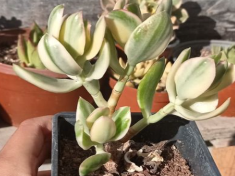 Plantas suculentas Chile
