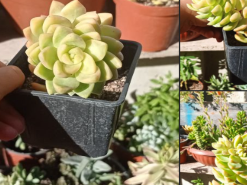 Plantas crasas Chile