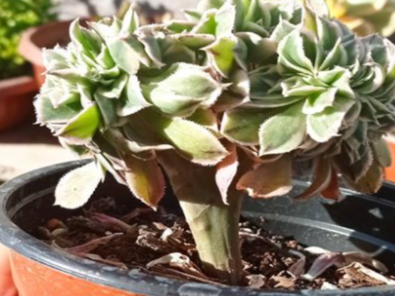 Plantas crasas decorativas Chile