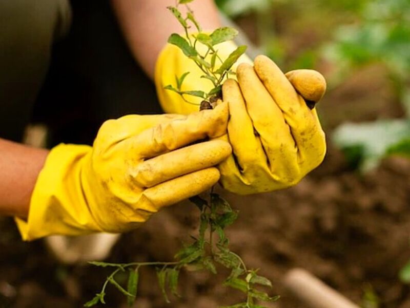 Fertilizantes