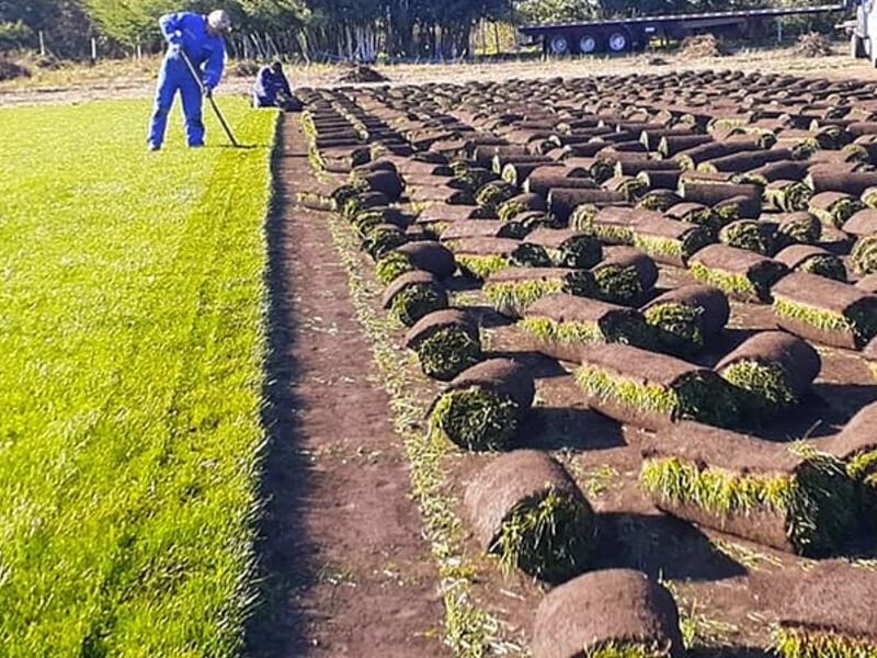 Instalación de césped natural