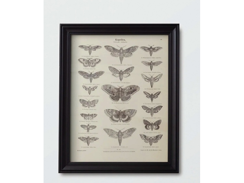 Afiche Papillon Chile