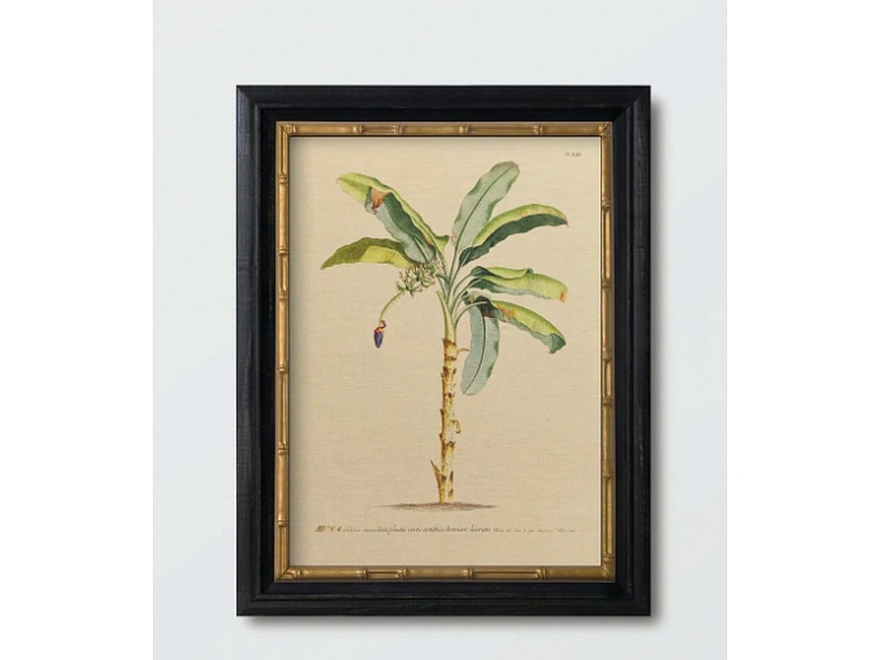 Banano Antique N1 Lino Chile