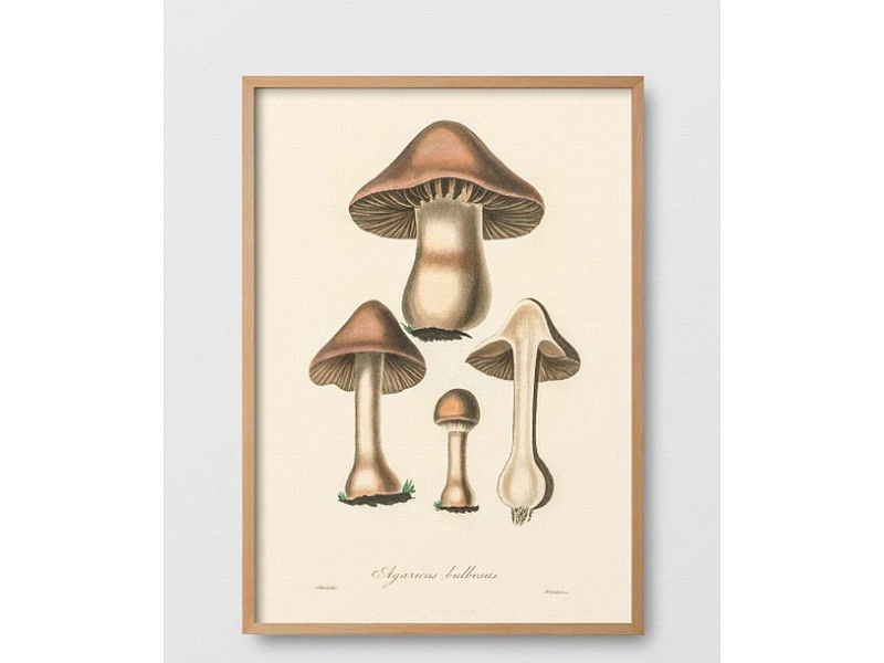 Cuadro Agaricus bulbosus Chile