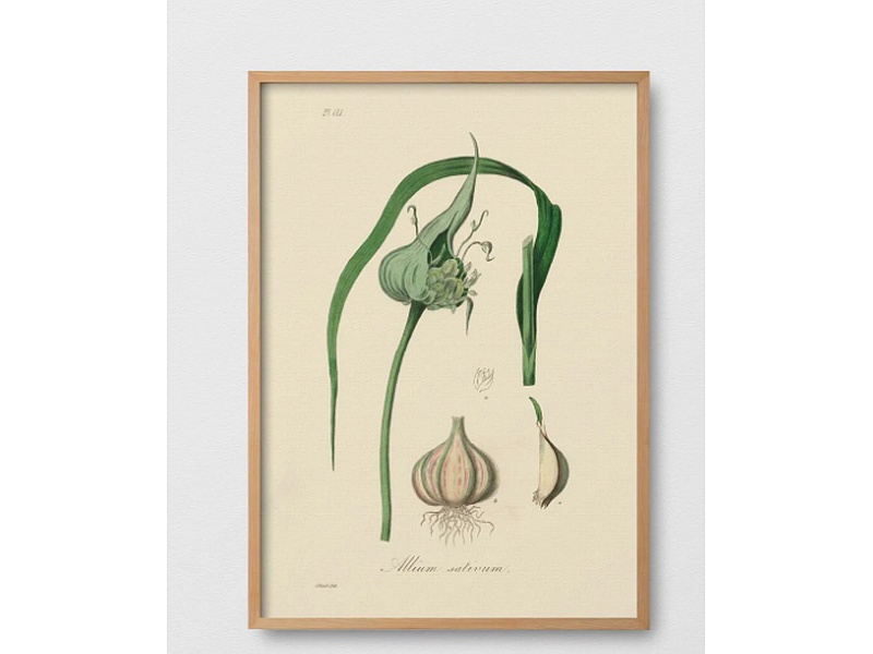Cuadro Allium Chile