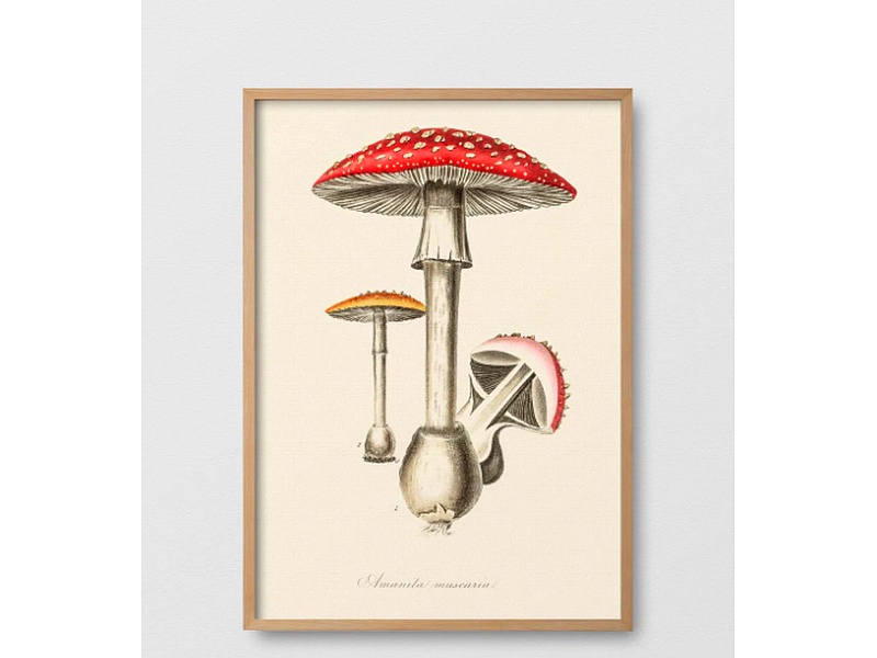 Cuadro Amanita Muscaria Chile