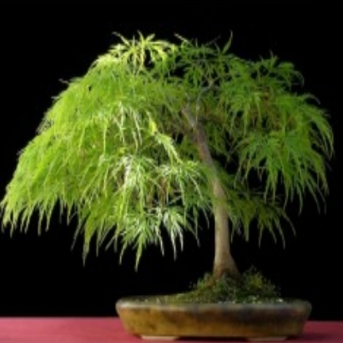 Semillas de Arce Palmatum Chile 