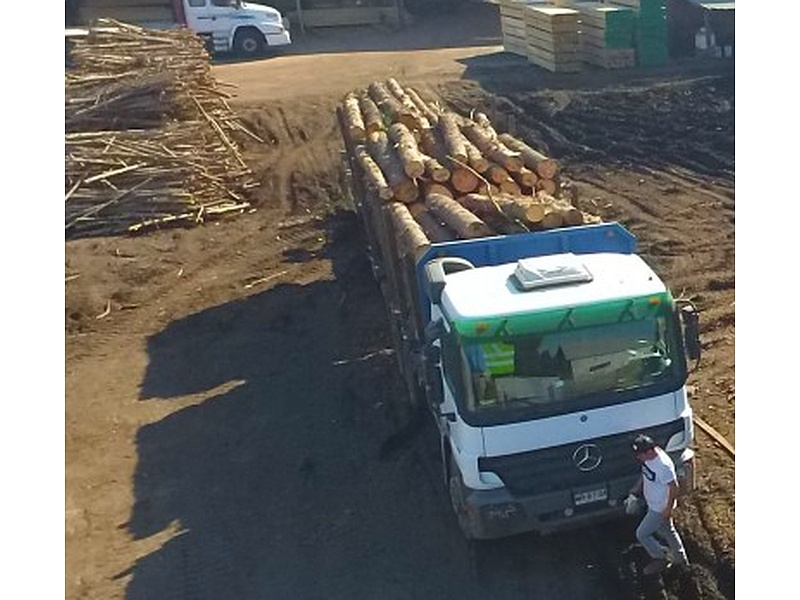 Madera Bío Bío Chile