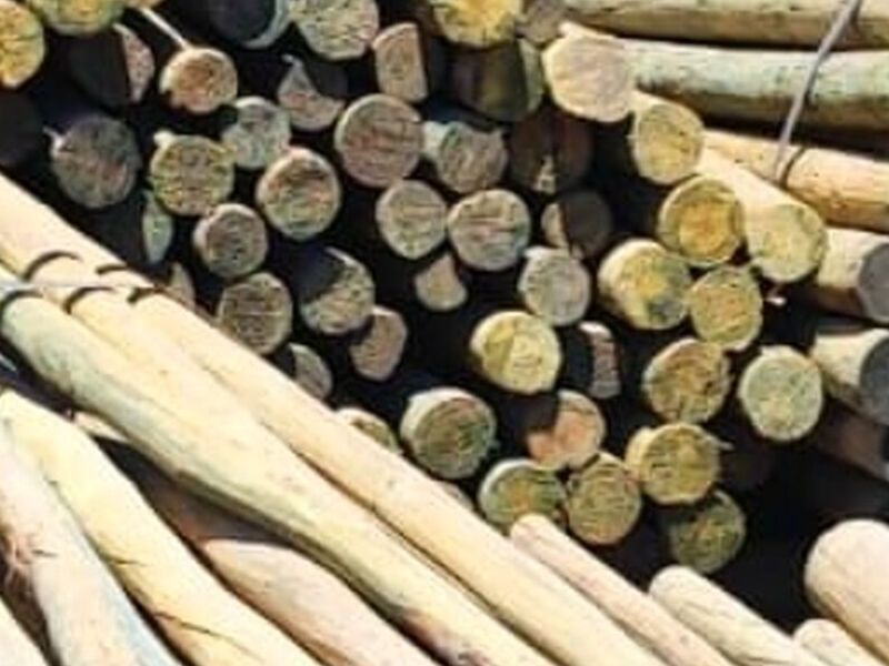 madera eucalipto Chile 