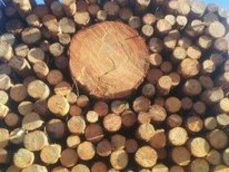 Madera Chile
