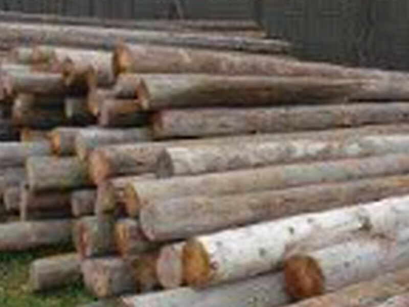 Madera postes Chile