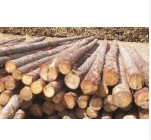 Madera Rollizos CHILE